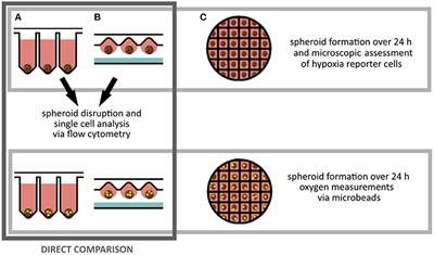 Hypoxia Onset in Mesenchymal Stem Cell Spheroids: Monitoring With Hypoxia Reporter Cells